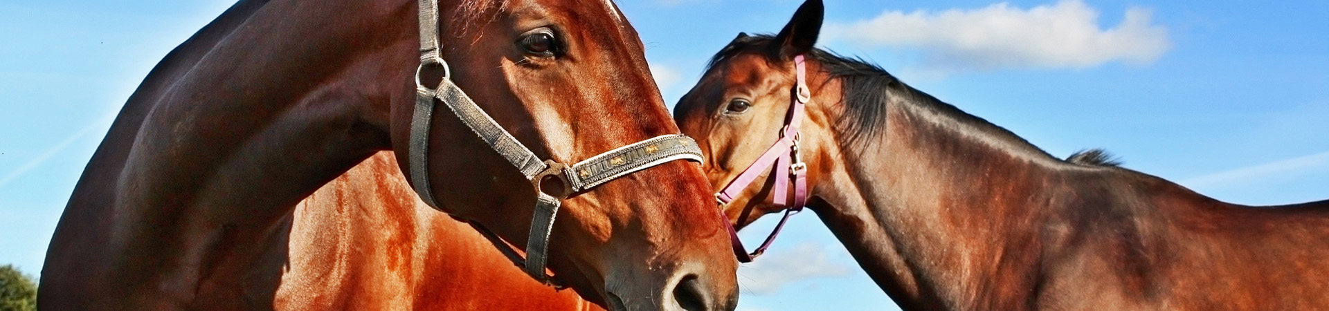 Portable Horse Yard Panels, Double Up Float Panels